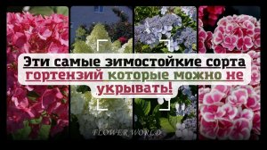 Эти самые зимостойкие сорта гортензий которые можно не укрывать!?