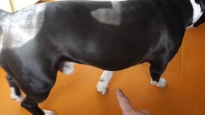 Почему у собаки проплешины? Ответ из личного опыта.