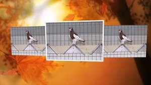 Короткоклювые породы голубей. | Голуби России