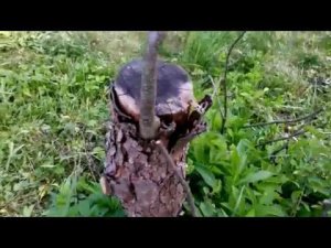 Прививка Яблони Прижилась, но Пень Сохнет