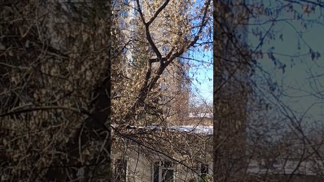 Белочка прыгает по деревьям#nature#animals#белка#squirrel#весна#2023