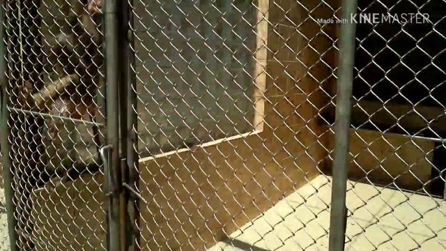 Обезьяний питомник в Абхазии |Кормим обезьян| Best friend's | смотреть онлайн