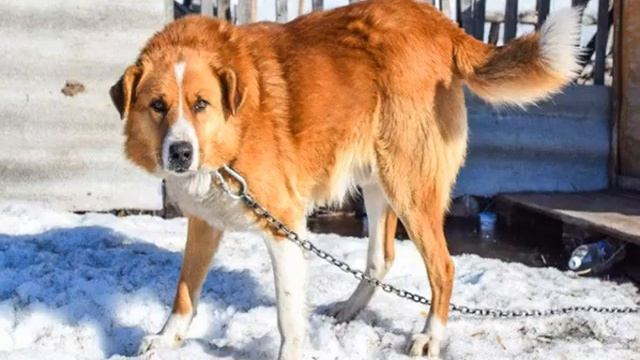 Сторожевые породы собак для частного дома