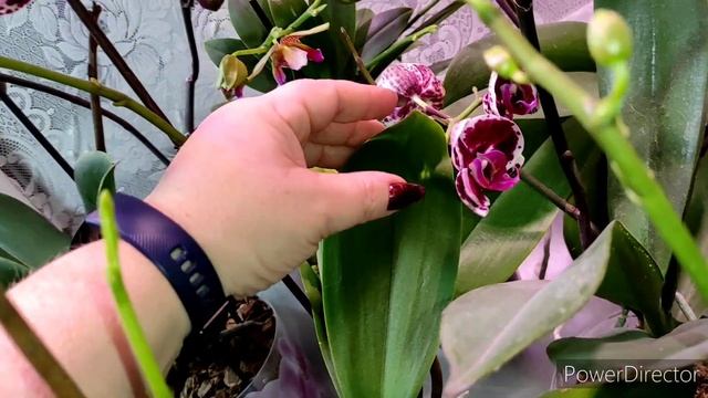 И у меня сохнут бутоны?? смотреть онлайн