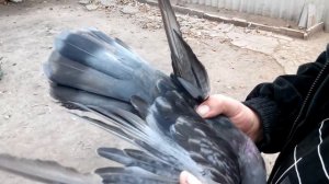 Голуби линяют или как удаляют ненужные перья.