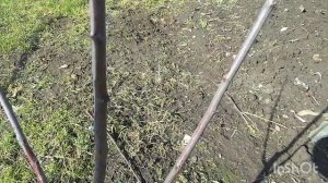 Обрезка Сливы Весной.