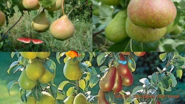Груша обыкновенная Осенняя Яковлева - Аллегро ? обзор: как сажать, саженцы груши смотреть онлайн