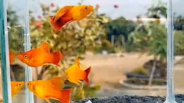 Высокоплавничная пецилия Сансет 3-4 числа прибудут в Москву. Кому интересно обращайтесь смотреть онлайн