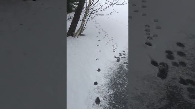 Кавголовское озеро зимой. Лыжи смотреть онлайн