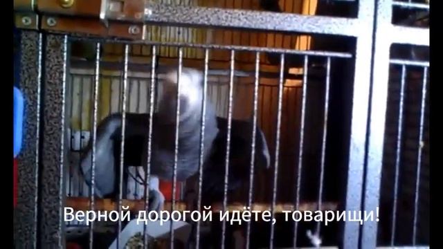 Попугай жако Мерлин разговоры , разговоры. Gray African Parrot Merlin speaks Russian смотреть онлайн