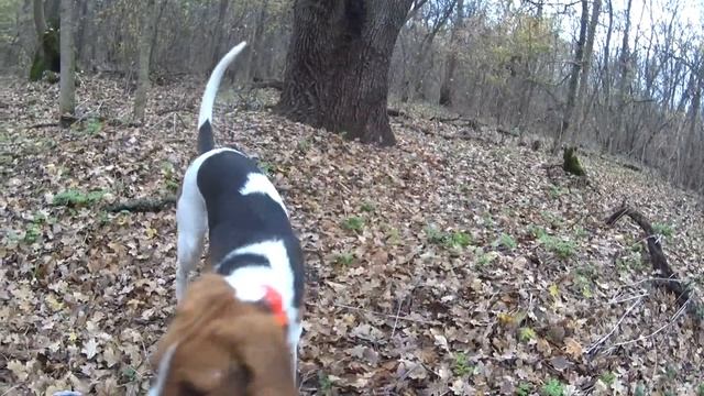 Нагонка щенка РПГ 6,5 месяцев Краснодарский край смотреть онлайн