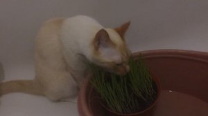 Кот Шелдон ест травку - пророщенный овес! // Cat eats grass oats