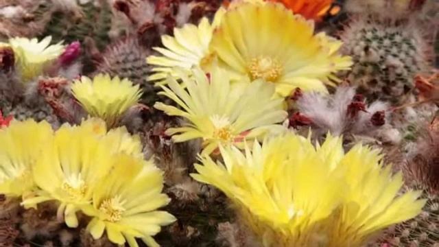 SPbCactus | Growing Parodia and Weingartia смотреть онлайн