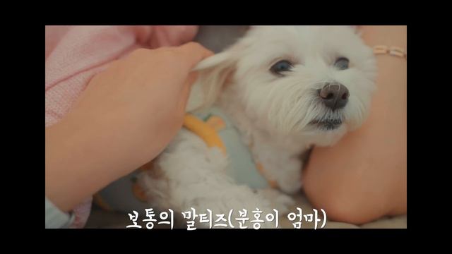 바닷가 앞 완벽한 1인 미니멀 좌식 동계캠핑 세팅 | 회+수육+소주🫶 | 태안 백리포바다파도소리캠핑장
