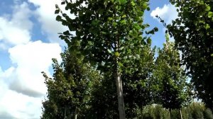 Липа в "Питомнике Савватеевых"