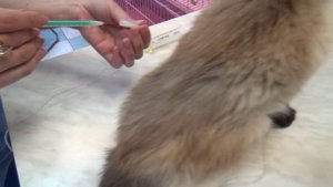 Как сделать кошке укол