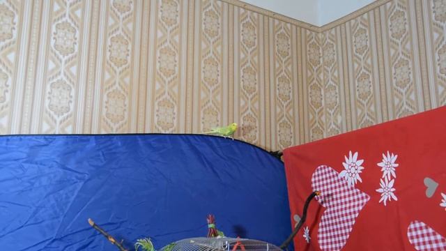 Попугаи. Уход рацион. Чем кормить волнистого попугая