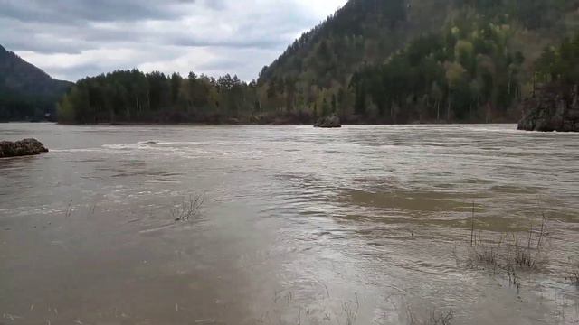 ГОРНЫЙ АЛТАЙ. ГДЕ ХУДОЖНИК БЕРЕТ ВДОХНОВЕНИЕ? ЦВЕТЕНИЕ МАРАЛЬНИКА.