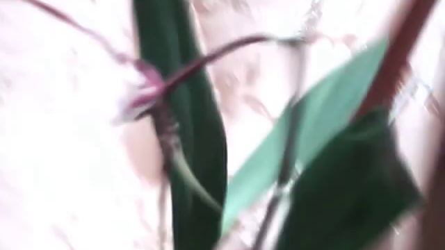 БРАССИЯ , BRASSIA chloroleuca 2016 - 12 - 29 орхидеи мутация