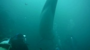 Diving with a Dolphin, Aran Islands, Ireland