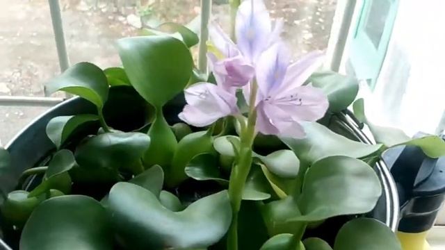 Водный гиацинт.Занесла на зимовку в дом и отблагодарил цветением? смотреть онлайн