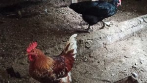 Новый петух в курятнике. Куры в шоке.. ??