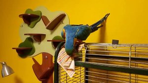 Попугай ара и долгожданная тряпочка