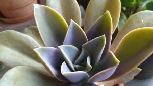 Echeveria ( Queen of succulents)how to grow and care .