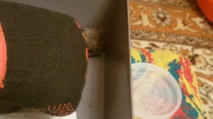 Кормим летучую мышь в домашних условиях