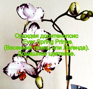 Орхидея доритенопсис Ever Spring Prince (Весенний принц или Легенда). Домашнее цветение.