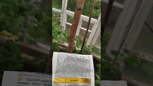 Внекорневая подкормка томатов / Подкормка томатов Борной кислотой при цветении
