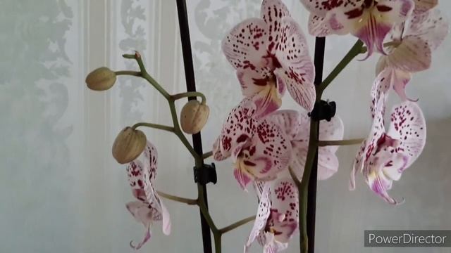 Не смогла уйти без НИХ! Пять Новых Орхидей из Леруа БИГ ЛИПЫ/ 15 октября 2021г. смотреть онлайн