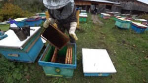 КАК ОБЪЕДИНИТЬ, УСИЛИТЬ ПЧЕЛОСЕМЬЮ В ЗИМУ СО СМЕНОЙ МАТКИ, РОЙ 43 .mp4