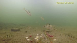 ПРИКОРМКА замороженным МОТЫЛЁМ и ОПАРЫШЕМ. Реакция рыбы. ПОДВОДНЫЕ СЪЁМКИ