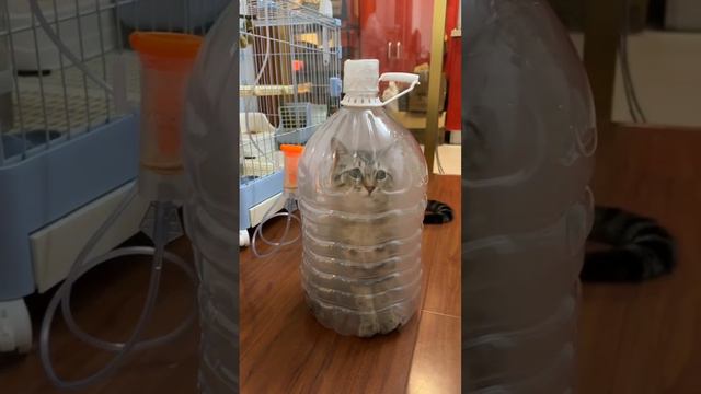 Ингаляция для кота