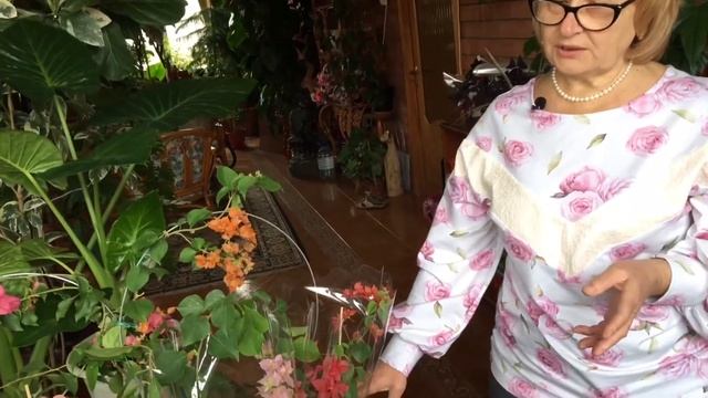 Бугенвиллея | уход за комнатными растениями