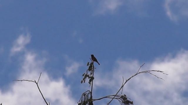 Сибирская горихвостка пение голос смотреть онлайн