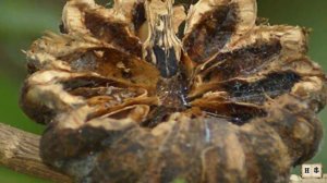 Динамитное дерево или Хура взрывающаяся