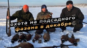 Охота на фазана в декабре 2021