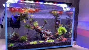 ПЕТУШОК КОИ. Новая рыбка