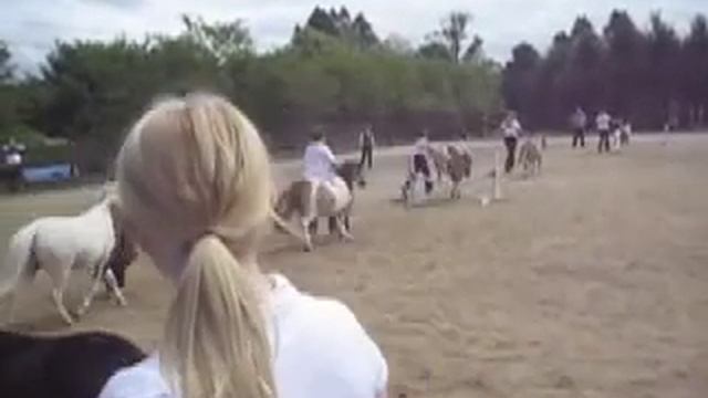 Miniature Horses Gone WIld! смотреть онлайн