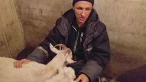 Ужасный окот у козы// козлята мутанты