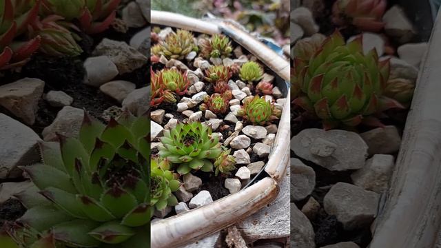 "Детский" садик для молодил/каменных роз/суккулентов 🧚♀️🧚♂️# "Kindergarten" für Sempervivum 😉🏨