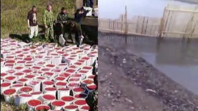 [НН] ГОРБУША, ЛОСОСИ, медВЕДи, лОСи смотреть онлайн