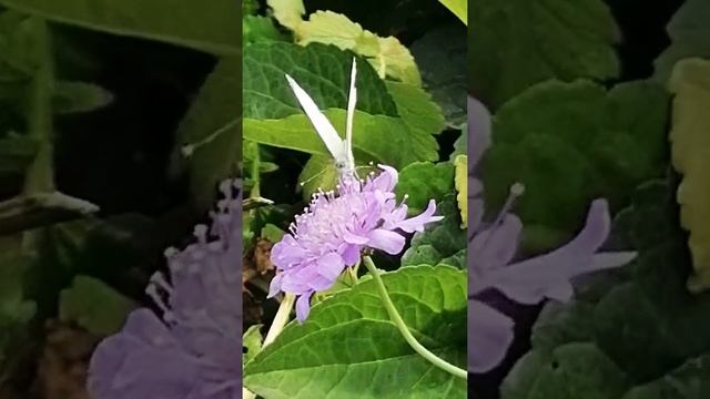 Pieris brassicae ?