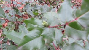 Магония падуболистная 5 января Mahonia aquifolium
