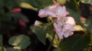 Пеларгония сорт Pretty Petticoat