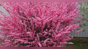 10 красивых кустарников которые зацветут в саду самыми первыми!