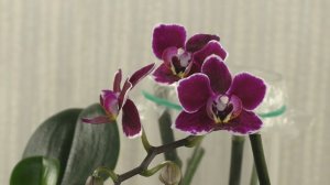 Мини ОРХИДЕИ. ДОБРЫЕ "ЭКСПЕРИМЕНТЫ" на моём канале. ПРОДОЛЖЕНИЕ истории...