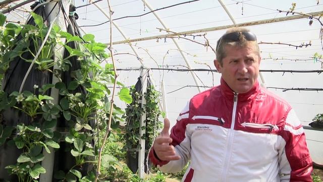 Эксперимент по выращиванию клубники вертикальным способом на гидропонике смотреть онлайн